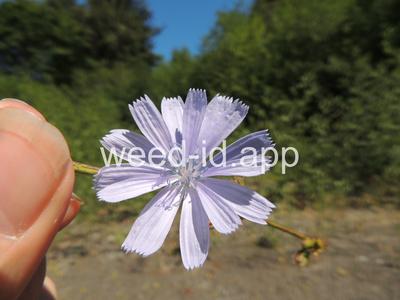 chicory