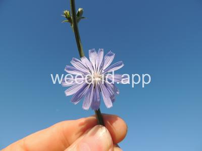 chicory