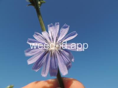 chicory