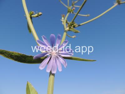 chicory