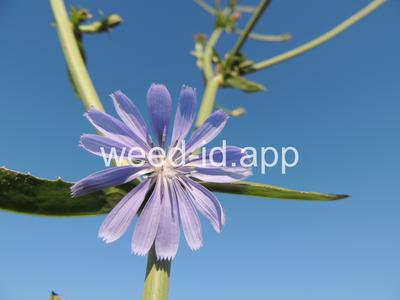 chicory