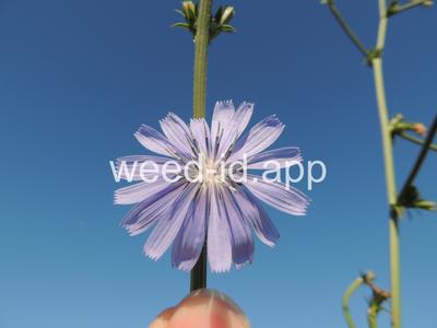 chicory