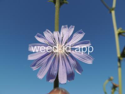 chicory