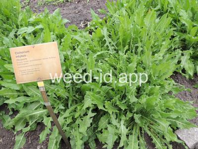 chicory