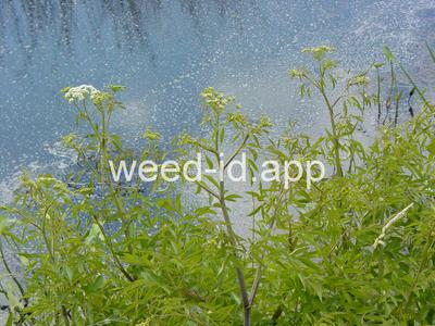 waterhemlock, western