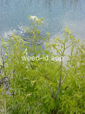 waterhemlock, western