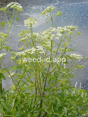 waterhemlock, western