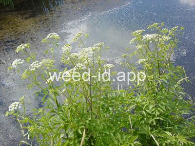 waterhemlock, western