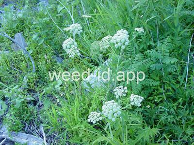 waterhemlock, western