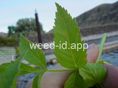 waterhemlock, western