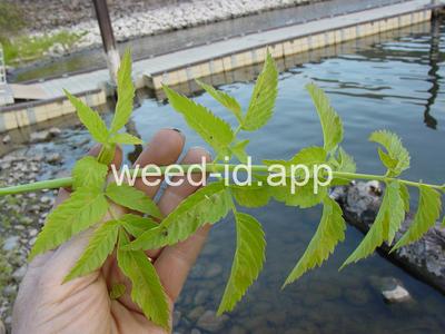 waterhemlock, western