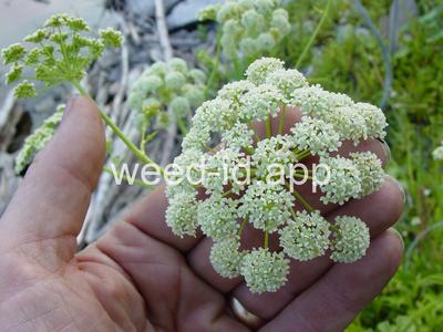 waterhemlock, western