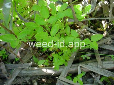 waterhemlock, western