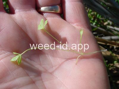 waterhemlock, western