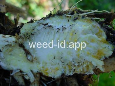 waterhemlock, western