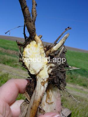 waterhemlock, western