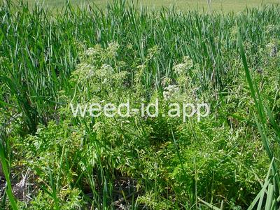 waterhemlock, western