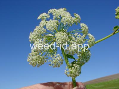 waterhemlock, western