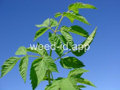 waterhemlock, western