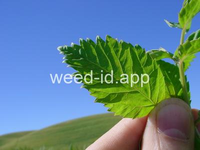 waterhemlock, western
