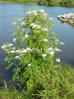 waterhemlock, spotted