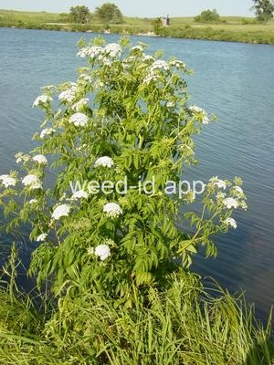 waterhemlock, spotted