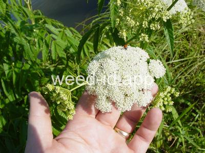 waterhemlock, spotted