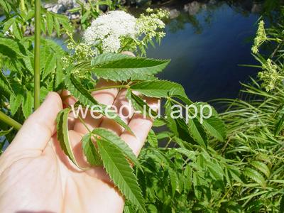 waterhemlock, spotted