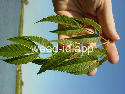 waterhemlock, spotted