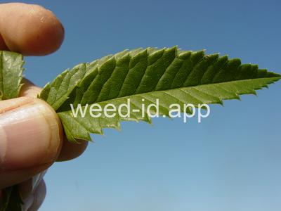 waterhemlock, spotted