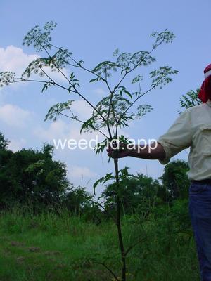waterhemlock, spotted