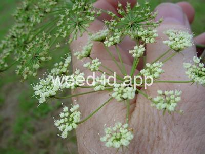 waterhemlock, spotted