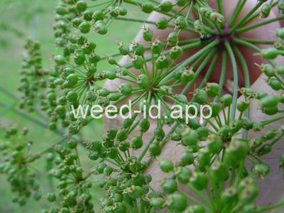 waterhemlock, spotted