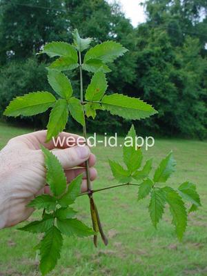 waterhemlock, spotted