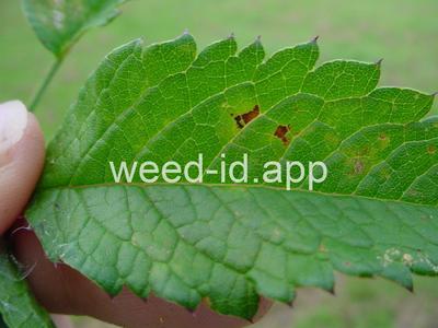 waterhemlock, spotted