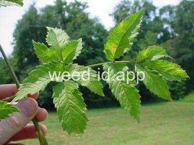 waterhemlock, spotted