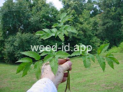 waterhemlock, spotted