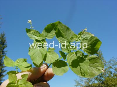 Circaea alpina
