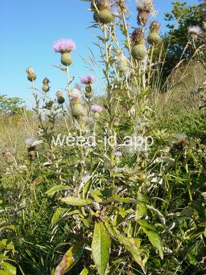 thistle, tall