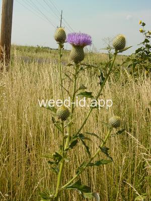 thistle, tall