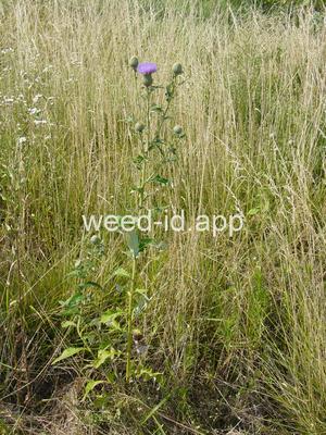 thistle, tall