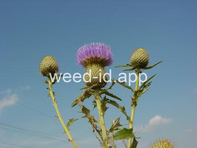 thistle, tall