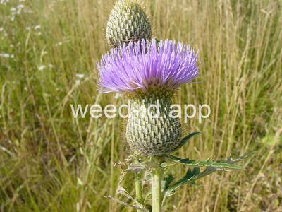 thistle, tall