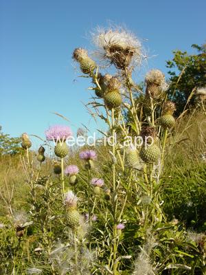 thistle, tall