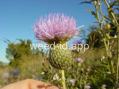 thistle, tall