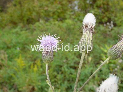 thistle, Canada