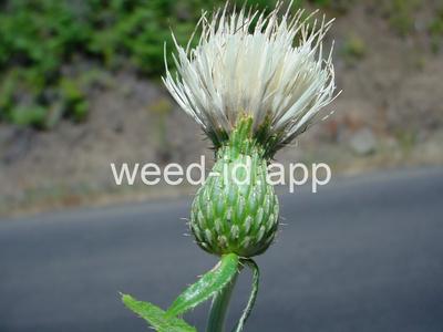thistle, Palouse