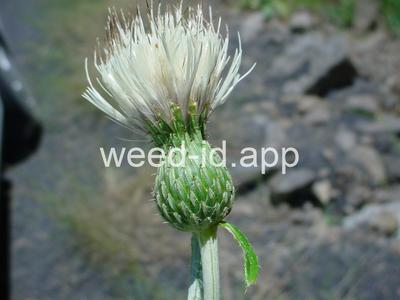thistle, Palouse