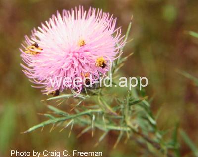 thistle, field
