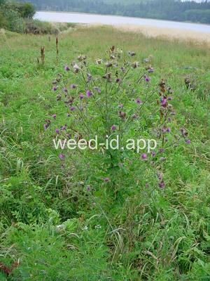 Cirsium edule